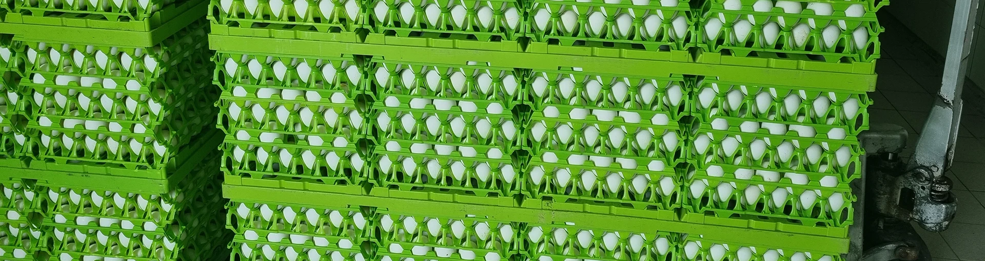jajka w zielonych wytłaczankach